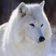 WhiteWolf